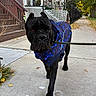 dog, black_dog, blue_jacket, leash, sidewalk, autumn, fall_leaves, residential_area, house, stairs, fence, tree, outdoor, pet, walking, canine, portrait, street, daytime, animal
