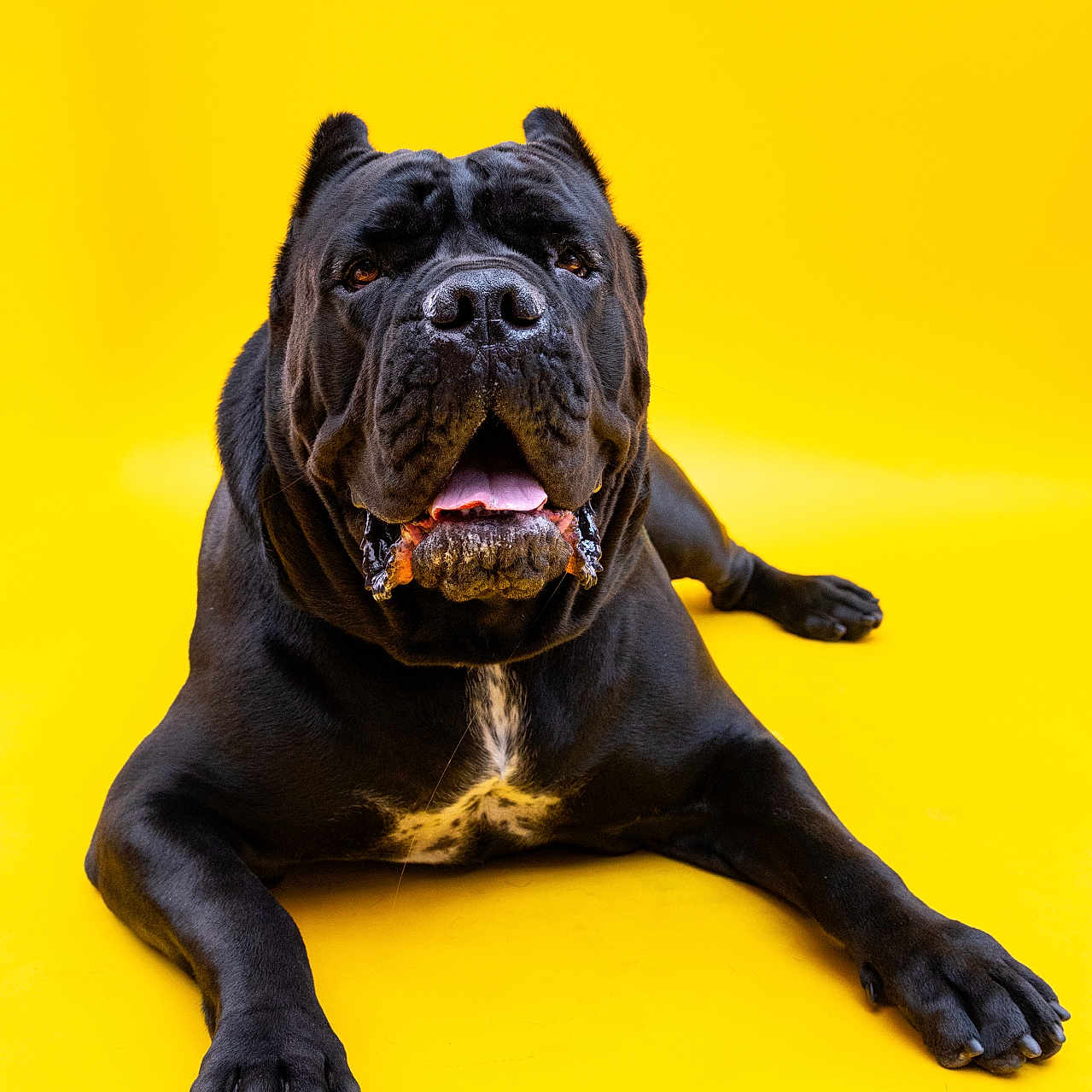 Enzo