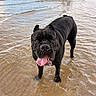 Enzo is registered to the contest to win money with this photo: animal, background, beach, black_dog, canine, dog, happy, mammal, nature, outdoor, people, pet, playful, shallow_water, shore, summer, tongue_out, walking, water, wet