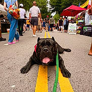 Enzo joined the competition — help win amazing prizes! bag, black_dog, casual_clothing, crowd, daytime, dog, festival, leash, market, outdoor, pavement, people, relaxed, street, summer, tongue_out, trees, umbrella, walking, yellow_lines