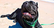Enzo is registered to the contest to win money with this photo: animal, bandana, beach, black_dog, canine, dog, happy, leash, nature, outdoor, pet, relaxed, sand, sea, smiling, summer, sunlight, sunny, tongue, vacation