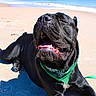dog, black_dog, beach, sand, sunny, bandana, pet, canine, outdoor, happy, relaxed, smiling, animal, summer, leash, tongue, sunlight, nature, vacation, sea