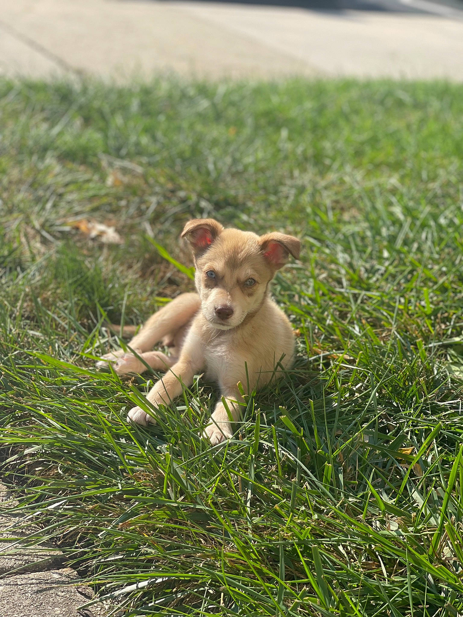 Hazel joined the competition — help win amazing prizes! canidae, carnivore, chihuahua, companion_dog, dog, dog_breed, fawn, field, grass, grassland, groundcover, pasture, plant, prairie, snout, sporting_group, tail, terrestrial_animal, toy, working_animal