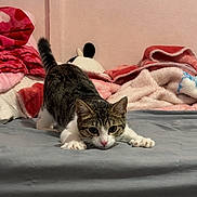 Sprinkles is registered to the contest to win money with this photo: alert, animal, bed, bedroom, blankets, cat, cozy, crouching, green_eyes, indoor, paws, pet, pink_nose, playful, plush_toy, portrait, tabby, tail, whiskers, white_fur