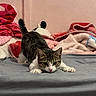 alert, animal, bed, bedroom, blankets, cat, cozy, crouching, green_eyes, indoor, paws, pet, pink_nose, playful, plush_toy, portrait, tabby, tail, whiskers, white_fur