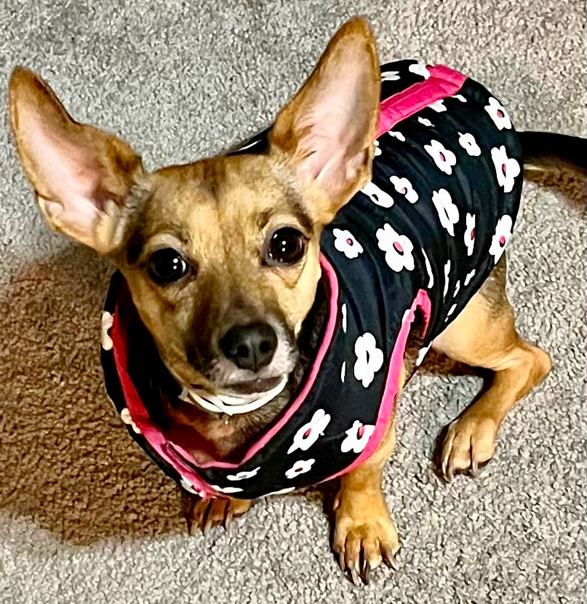 Butterball Aka Cece joined the competition — help win amazing prizes! canidae, carnivore, collar, companion_dog, dog, dog_breed, dog_clothes, dog_collar, dog_supply, fashion_accessory, fawn, fur, mammal, pattern, snout, sporting_group, toy_dog, vertebrate, whiskers, working_animal