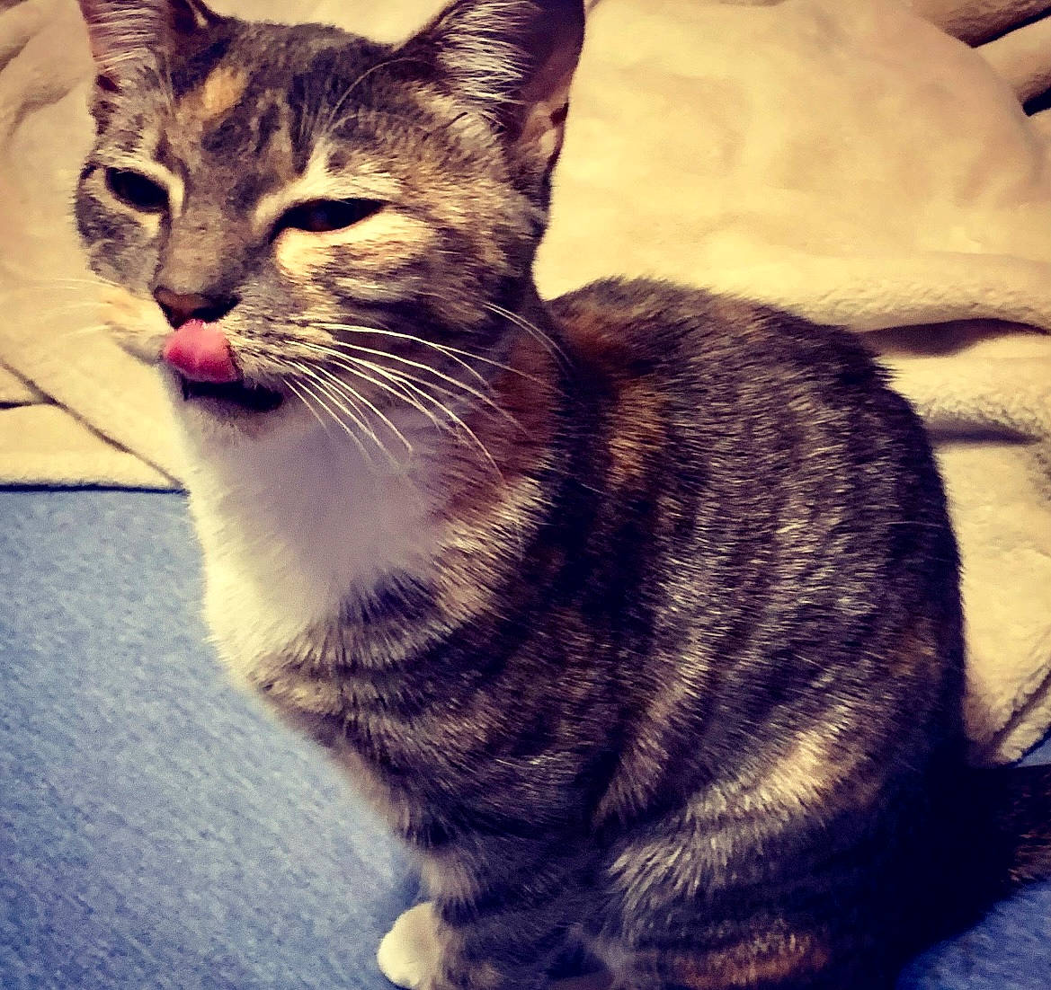 Sasha is registered to the contest to win money with this photo: carnivore, cat, claw, domestic_short_haired_cat, door, eye, felidae, fur, iris, metal, paw, plant, sitting, small_to_medium_sized_cats, snout, square, tail, tree, whiskers, window