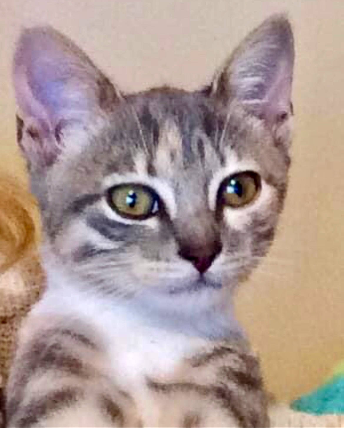 Sasha joined the competition — help win amazing prizes! art, art_paint, carnivore, cat, felidae, fur, illustration, paint, painting, photo_caption, small_to_medium_sized_cats, snout, terrestrial_animal, visual_arts, whiskers, wildlife, window