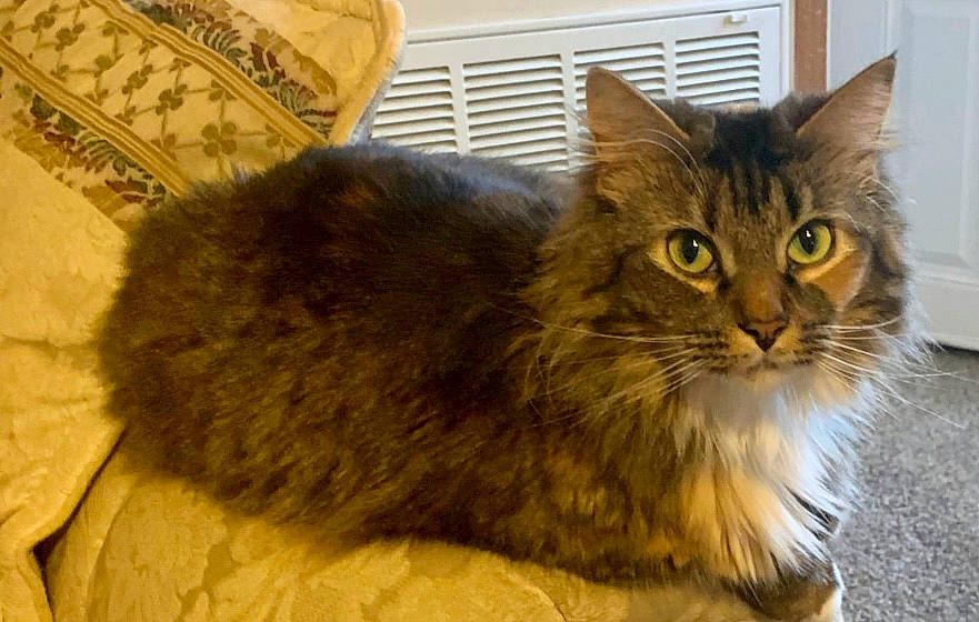 Luna is registered to the contest to win money with this photo: box, british_longhair, carnivore, cat, domestic_short_haired_cat, felidae, fur, small_to_medium_sized_cats, snout, terrestrial_animal, whiskers, window