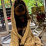 animal, bathrobe, collar, cozy, dog, door, fur, furniture, greenery, home, indoor, natural_light, paws, pet, plant, relaxed, rug, sitting, tag, window