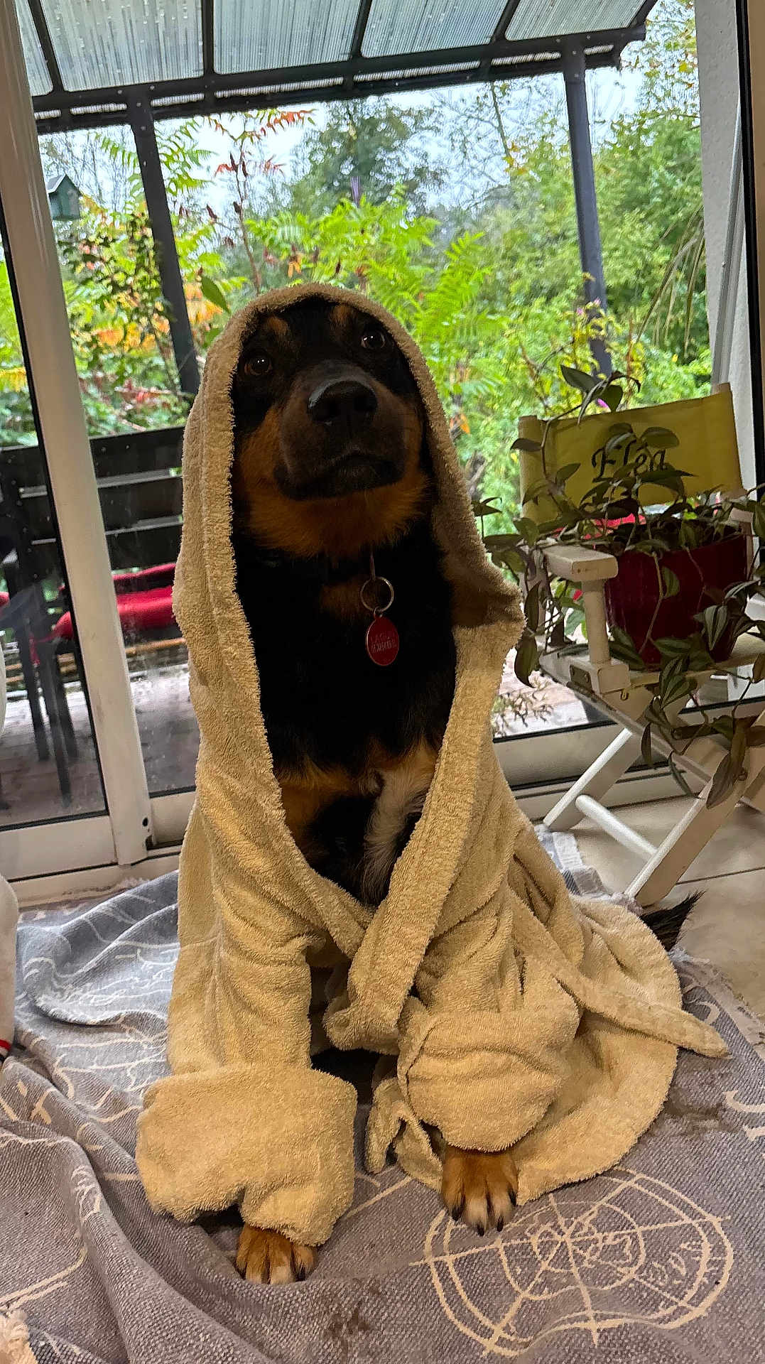 Lagun a rejoint le concours — aidez-le/la à gagner de superbes lots ! dog, bathrobe, indoor, pet, animal, cozy, window, greenery, plant, rug, paws, collar, tag, sitting, fur, relaxed, home, door, furniture, natural_light