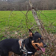 Lagun a rejoint le concours — aidez-le/la à gagner de superbes lots ! dog, black_and_tan, julius_k9_harness, leash, barbed_wire, wooden_post, grass, field, trees, outdoor, panting, animal, nature, rural, canine, happy, pet, greenery, landscape, sky