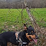 dog, black_and_tan, julius_k9_harness, leash, barbed_wire, wooden_post, grass, field, trees, outdoor, panting, animal, nature, rural, canine, happy, pet, greenery, landscape, sky