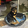 Lagun a rejoint le concours — aidez-le/la à gagner de superbes lots ! dog, pet_bed, biscuit, indoor, reflection, glass_door, carpet, chair, black_and_tan, animal, canine, floor, home, relaxing, looking_at_camera, domestic_dog, furniture, mischievous, comfort, companion