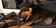 Lagun participe au concours pour gagner de l'argent avec cette photo : dog, sleeping, tongue_out, pet_bed, black_fur, brown_fur, slippers, puma, mat, floor, indoors, relaxed, pet, paw, window, reflection, cozy, resting, animal, canine