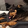 animal, black_fur, brown_fur, canine, cozy, dog, floor, indoors, mat, paw, pet, pet_bed, puma, reflection, relaxed, resting, sleeping, slippers, tongue_out, window