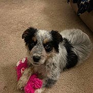 Kloe is registered to the contest to win money with this photo: puppy, dog, australian_shepherd, fluffy, speckled, black_and_white, brown, carpet, indoor, pet, animal, portrait, sitting, lying_down, toy, plush_toy, pink, paws, fur, home
