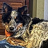 dog, pet, fluffy, shaggy, long_hair, black_and_white, brown, blue_eyes, face, portrait, lying_down, resting, plush_toy, blanket, indoor, furniture, wooden_background, cozy, cute, animal