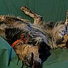 Kloe is registered to the contest to win money with this photo: dog, canine, shaggy_fur, sleeping, upside_down, lying_down, paws, orange_collar, green_blanket, indoor, cozy, relaxed, playful, funny, pet, animal, portrait, close_up, soft_fabric, resting