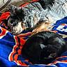 Kloe is registered to the contest to win money with this photo: dog, cat, pets, sleeping, resting, cuddling, curled_up, blanket, indoors, cozy, black_cat, scruffy_dog, fur, animal, companionship, nap, relaxed, close_up, colorful_blanket, home