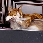Seymour joined the competition — help win amazing prizes! cat, orange_cat, white_cat, plastic_container, lounging, relaxed, indoor, cabinet, furniture, appointment_card, cat_hair, paw, tail, pet, domestic_animal, resting, close_up, feline, household, cute