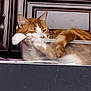 cat, orange_cat, white_cat, plastic_container, lounging, relaxed, indoor, cabinet, furniture, appointment_card, cat_hair, paw, tail, pet, domestic_animal, resting, close_up, feline, household, cute