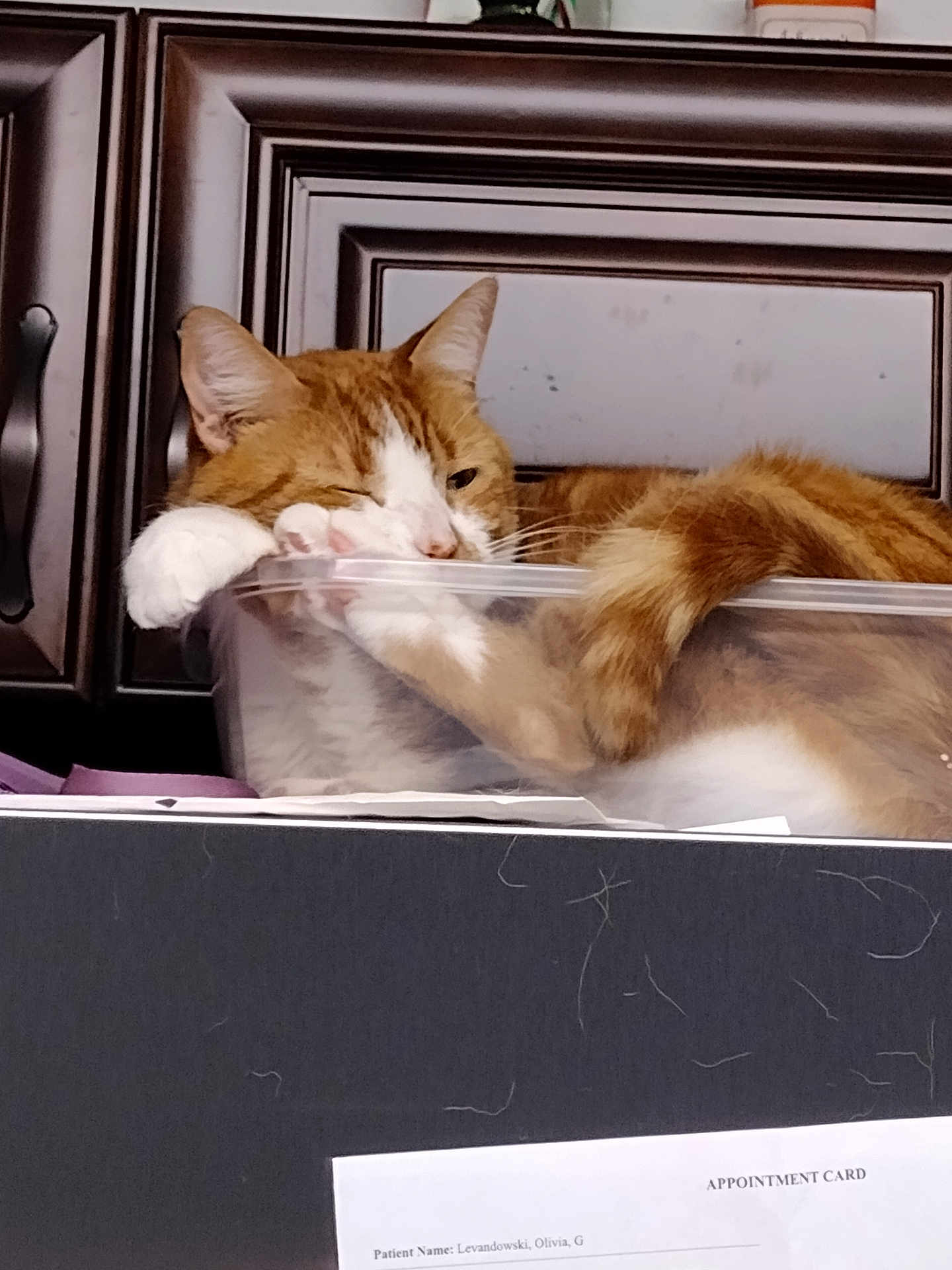 Seymour joined the competition — help win amazing prizes! cat, orange_cat, white_cat, plastic_container, lounging, relaxed, indoor, cabinet, furniture, appointment_card, cat_hair, paw, tail, pet, domestic_animal, resting, close_up, feline, household, cute