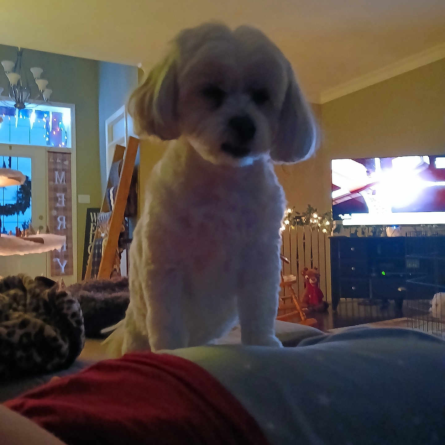 Teddy joined the competition — help win amazing prizes! adult, animal, architecture, building, canine, computerhardware, couch, dog, electronics, furniture, hardware, indoors, interiordesign, livingroom, monitor, pet, puppy, room, screen, tv