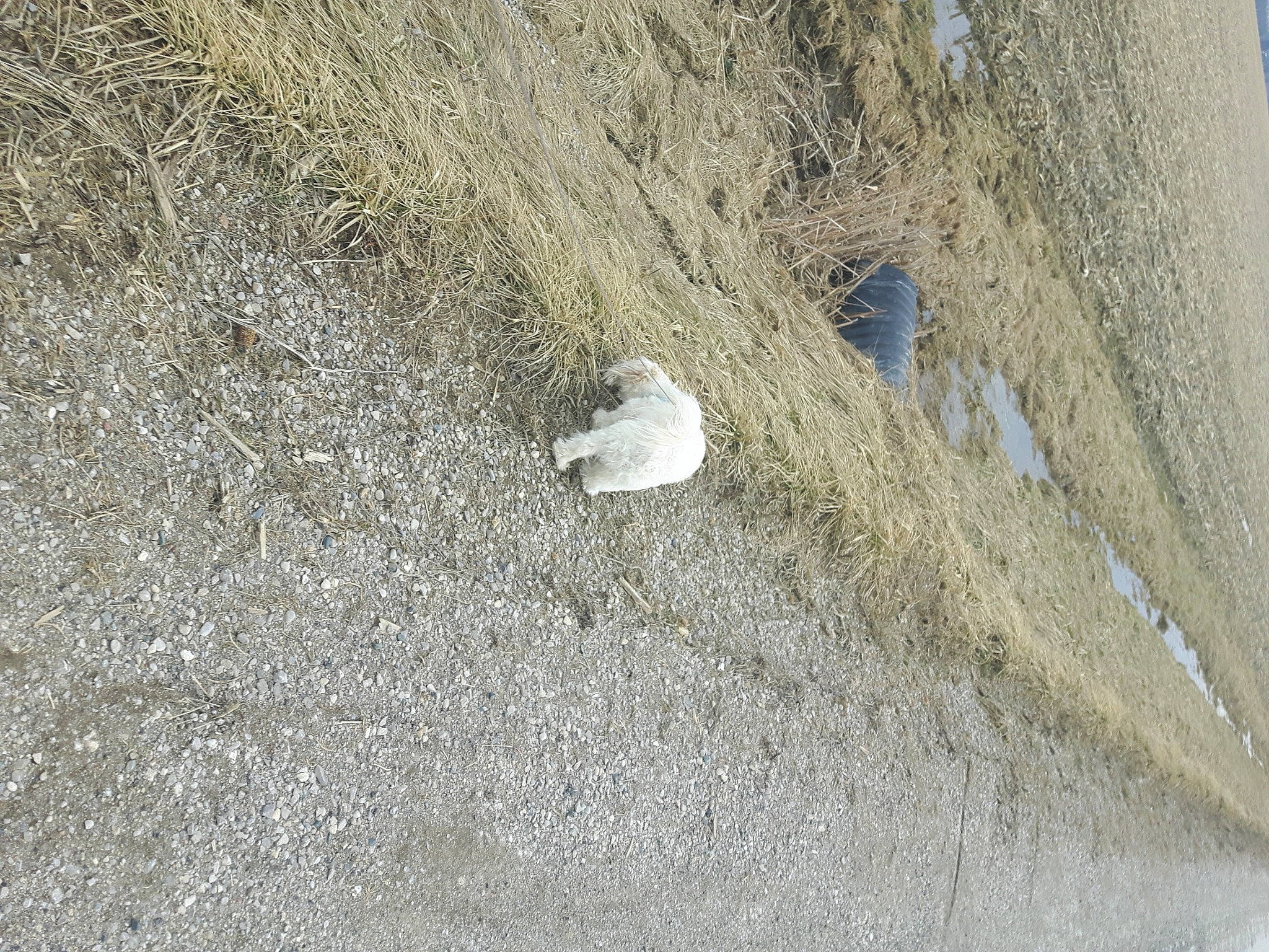 Teddy is registered to the contest to win money with this photo: asphalt, bedrock, concrete, grass, landscape, paw, road_surface, rock, sand, shadow, soil, terrestrial_animal, wildlife, wood