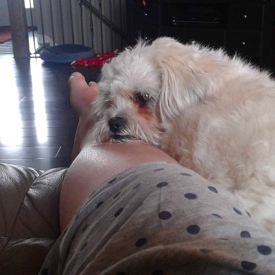 Teddy joined the competition — help win amazing prizes! canidae, carnivore, chair, comfort, companion_dog, couch, dog, dog_breed, fawn, fur, human_leg, shih_poo, sitting, small_terrier, snout, sporting_group, terrier, thigh, toy_dog, working_animal