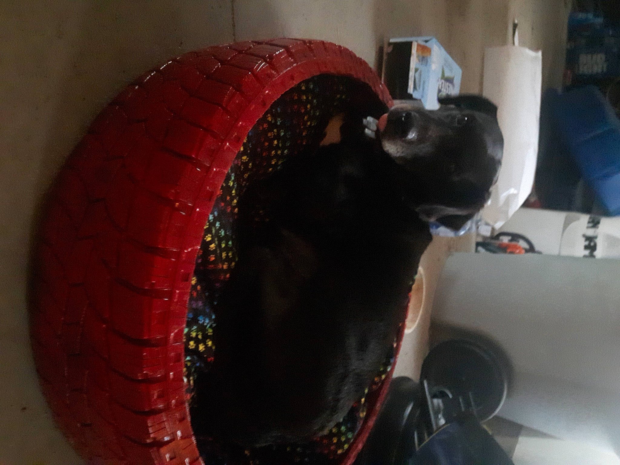 Daisy joined the competition — help win amazing prizes! audio_equipment, auto_part, automotive_design, automotive_tire, automotive_wheel_system, bean_bag, carnivore, collar, comfort, companion_dog, dog, dog_breed, fender, rim, synthetic_rubber, tire, tire_care, tread, wheel, working_animal