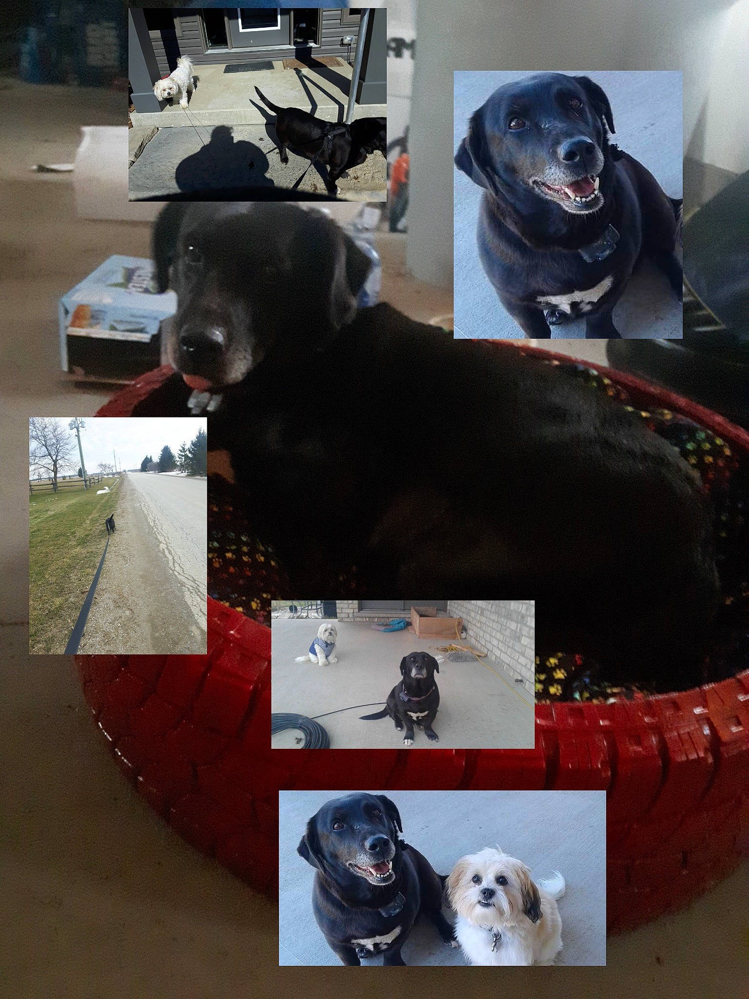 Daisy is registered to the contest to win money with this photo: art, black, borador, carnivore, collage, collar, companion_dog, dog, dog_breed, dog_collar, dog_supply, fur, grey, liver, mammal, pet_supply, snout, sporting_group, vertebrate, working_animal