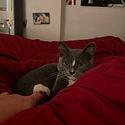Bibble joined the competition — help win amazing prizes! cat, gray_cat, white_paw, bedroom, red_blanket, indoor, pet, animal, cozy, resting, paw, human_hand, furniture, photo_frames, wall, window, soft_lighting, relaxing, domestic, companion