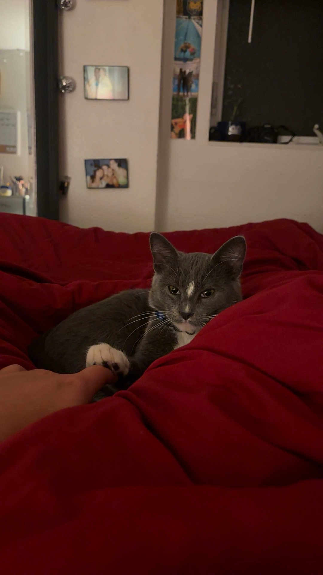 Bibble joined the competition — help win amazing prizes! cat, gray_cat, white_paw, bedroom, red_blanket, indoor, pet, animal, cozy, resting, paw, human_hand, furniture, photo_frames, wall, window, soft_lighting, relaxing, domestic, companion