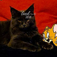 Aloa participe au concours pour gagner de l'argent avec cette photo : cat, gray_cat, animal, pet, feline, cartoon_character, jerry_mouse, animated_character, red_background, black_surface, text_overlay, cursive_text, yellow_eyes, lying_down, indoor, closeup, fur, whiskers, cute, relaxed