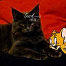 cat, gray_cat, animal, pet, feline, cartoon_character, jerry_mouse, animated_character, red_background, black_surface, text_overlay, cursive_text, yellow_eyes, lying_down, indoor, closeup, fur, whiskers, cute, relaxed