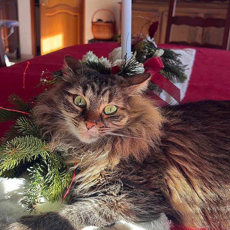 Roxie participe au concours pour gagner de l'argent avec cette photo : basket, candle, cat, close_up, cozy, decorative_plates, feline, festive, fluffy_cat, fur, green_eyes, holiday_decor, indoor, nature, pet, red, relaxed, sunlight, tablecloth, wooden_furniture