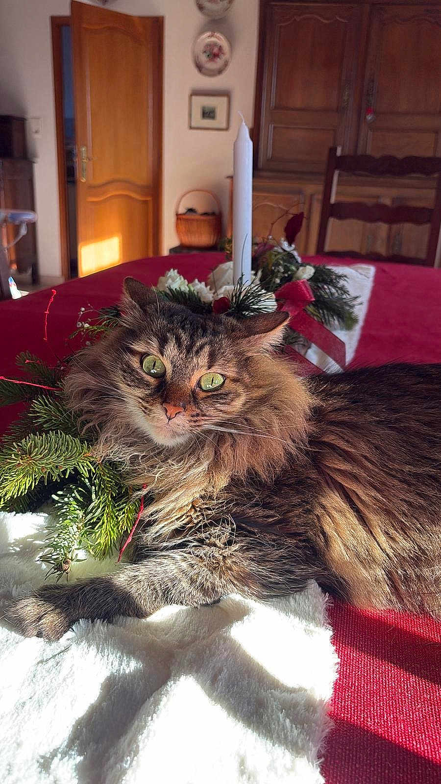 Roxie participe au concours pour gagner de l'argent avec cette photo : cat, fluffy_cat, green_eyes, holiday_decor, candle, tablecloth, red, indoor, wooden_furniture, decorative_plates, basket, sunlight, relaxed, close_up, pet, feline, festive, cozy, fur, nature