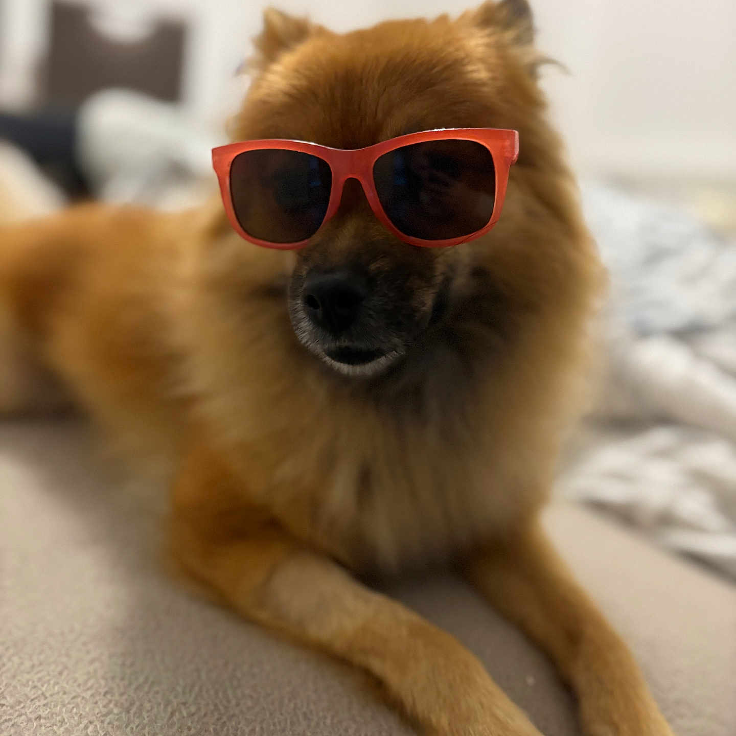 Praline a rejoint le concours — aidez-le/la à gagner de superbes lots ! accessories, animal, canine, chow, cockerspaniel, dog, face, glasses, goggles, goldenretriever, happy, head, papillon, person, pet, puppy, smile, snout, sunglasses, terrier