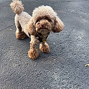 Sami is registered to the contest to win money with this photo: dog, small_dog, poodle_mix, curly_fur, fluffy, brown_fur, standing, outdoor, pavement, asphalt, collar, dog_tag, leash, tail, groomed, pet, animal, portrait, street, daylight