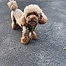 dog, small_dog, poodle_mix, curly_fur, fluffy, brown_fur, standing, outdoor, pavement, asphalt, collar, dog_tag, leash, tail, groomed, pet, animal, portrait, street, daylight