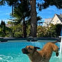 aerialview, animal, canine, dog, germanshepherd, goldenretriever, leisureactivities, outdoors, person, pet, plant, pool, pug, puppy, sport, summer, swimming, swimmingpool, water, watersports