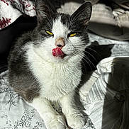 Memo is registered to the contest to win money with this photo: cat, animal, pet, feline, tongue, bed, blanket, yellow_eyes, whiskers, fur, indoor, sunlight, shadow, resting, cute, closeup, white, gray, paw, comfort