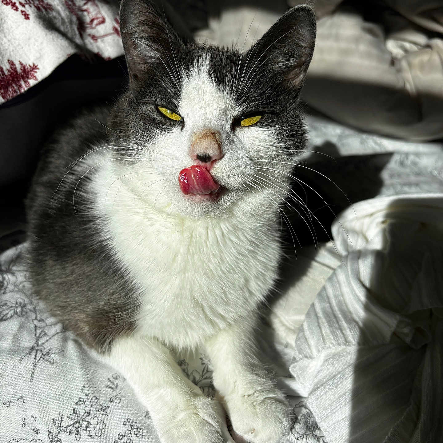 Memo is registered to the contest to win money with this photo: animal, bed, blanket, cat, closeup, comfort, cute, feline, fur, gray, indoor, paw, pet, resting, shadow, sunlight, tongue, whiskers, white, yellow_eyes