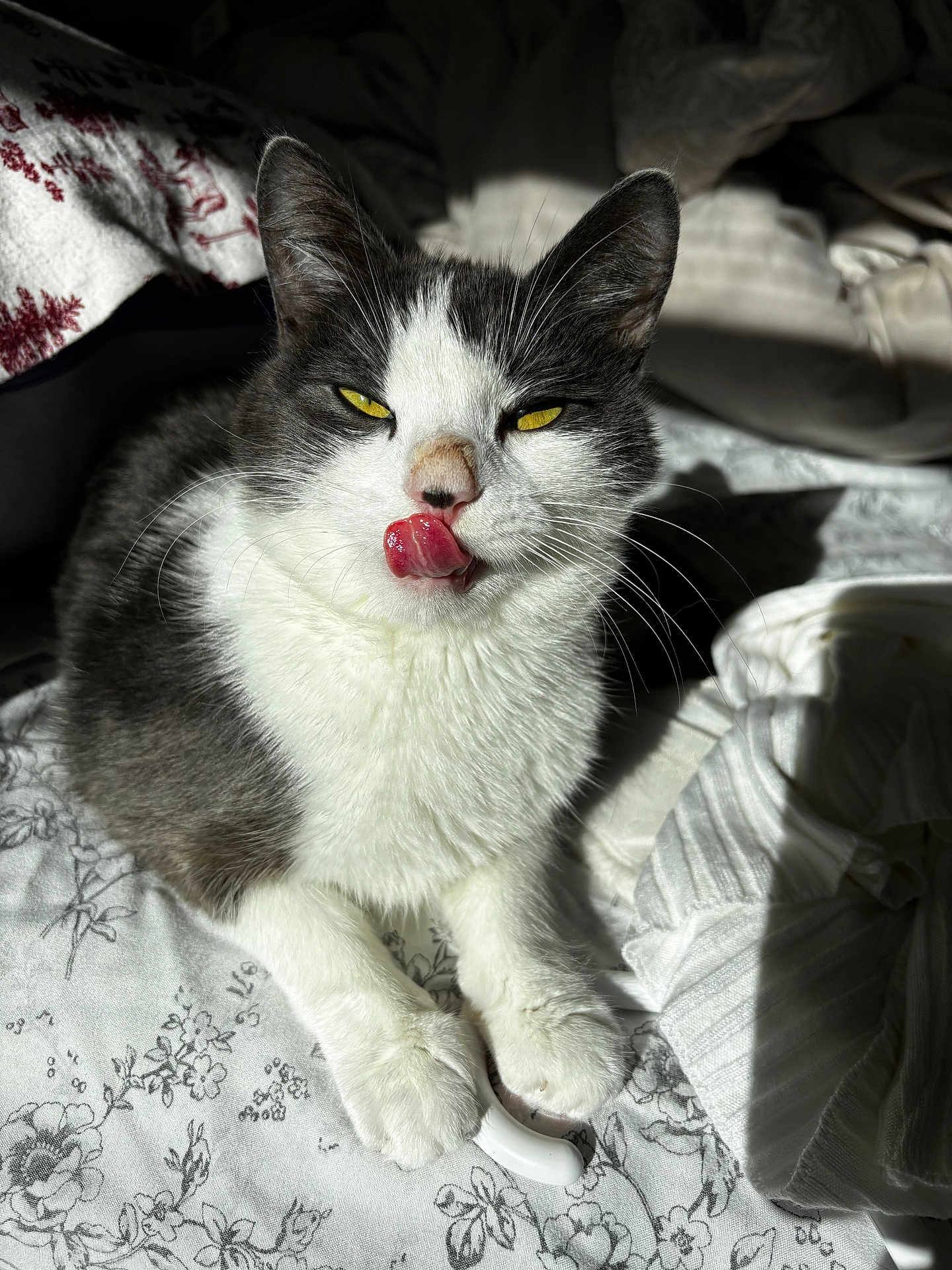 Memo is registered to the contest to win money with this photo: cat, animal, pet, feline, tongue, bed, blanket, yellow_eyes, whiskers, fur, indoor, sunlight, shadow, resting, cute, closeup, white, gray, paw, comfort
