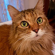 Misha is registered to the contest to win money with this photo: cat, tabby, fluffy, green_eyes, close_up, pet, animal, whiskers, indoor, curious, feline, face, ears, fur, portrait, domestic_cat, cute, soft, mammal, eyes