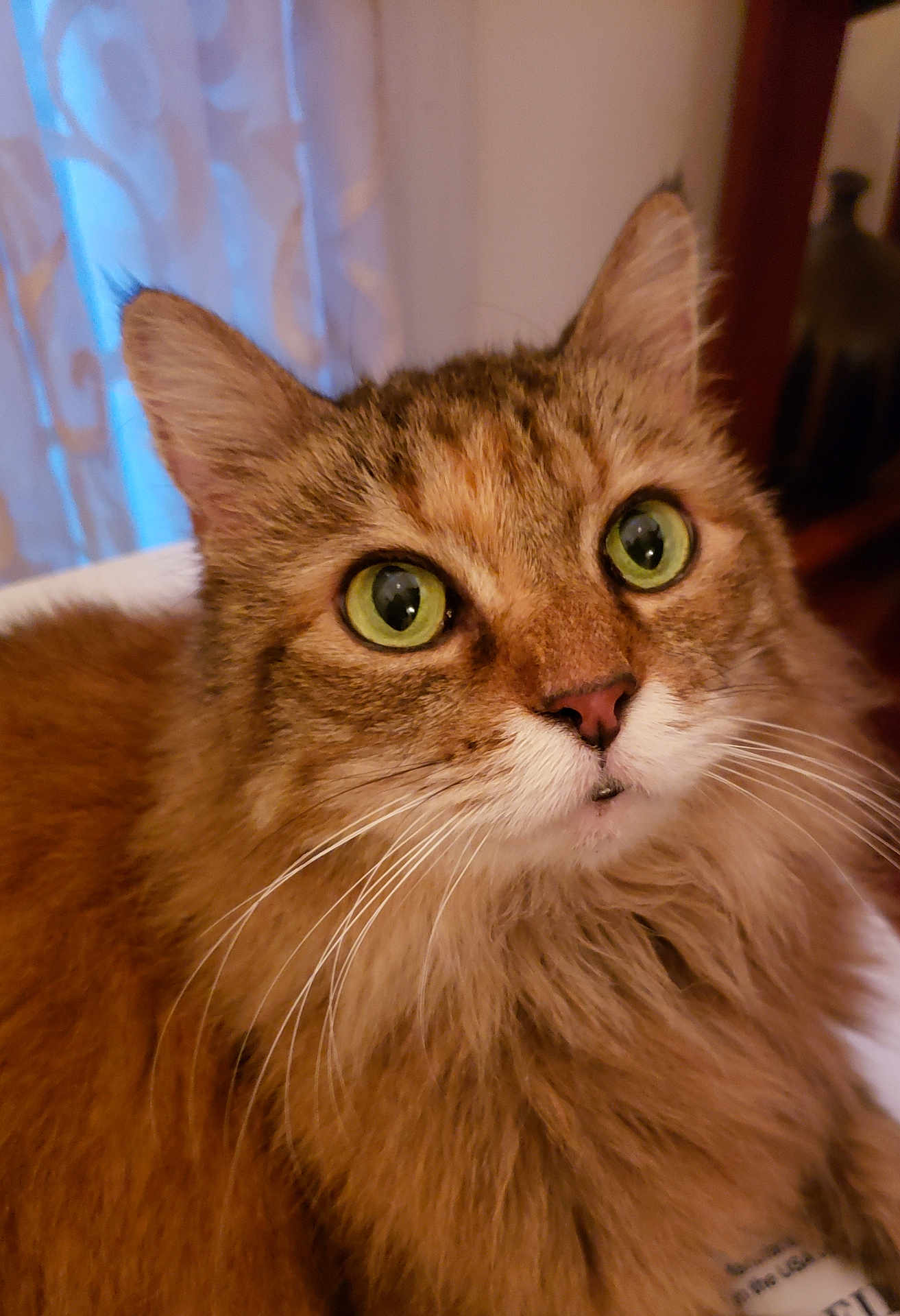 Misha is registered to the contest to win money with this photo: cat, tabby, fluffy, green_eyes, close_up, pet, animal, whiskers, indoor, curious, feline, face, ears, fur, portrait, domestic_cat, cute, soft, mammal, eyes