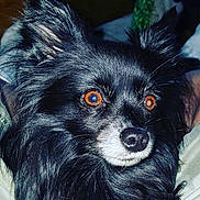 Albie joined the competition — help win amazing prizes! dog, black_dog, close_up, orange_eyes, fluffy_ears, pet, animal, canine, fur, nose, portrait, indoor, soft_lighting, whiskers, alert, cute, domestic_animal, face, fur_texture, expression