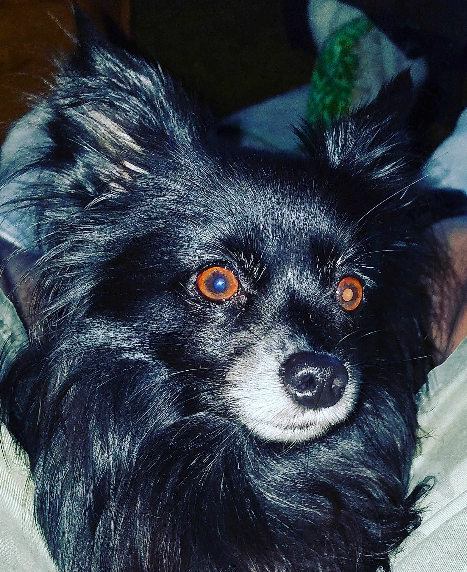 Albie
