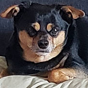 Dobby joined the competition — help win amazing prizes! dog, black, tan, pet, animal, lying_down, face, ears, fur, canine, indoor, resting, closeup, muzzle, portrait, cute, domestic_animal, companion, looking, calm